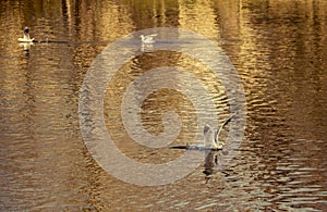 Seagull landing on water lake