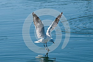 Seagull Landing with Water Reflections.