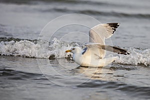 Seagull landing in the water