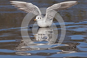 Seagull landing on water