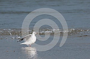 Seagull landing in water