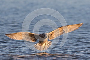 Seagull landing on the water