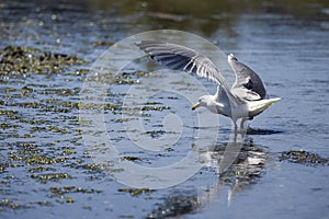 Seagull lands in the shallow water