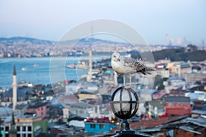 The seagull on a lantern against the background evening Istanbul