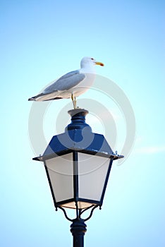 Seagull on lantern light