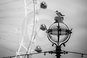 Seagull on Lantern