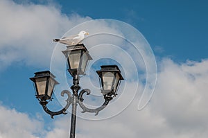 Seagull on a lantern