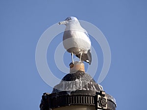 Seagull on lantern.