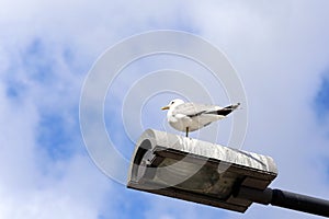 Seagull on the lantern