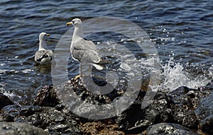 Seagull in Lanzarote