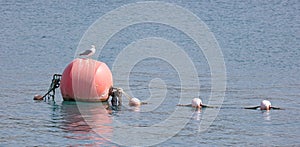 Seagull on a large red buoy