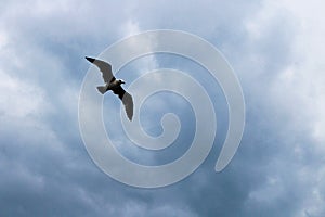 Seagull Laridae bird Charadriiformes. In the blue sky flying with the cries of gulls. photo