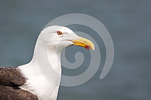 Seagull Laridae closeup against clean blue gray background photo