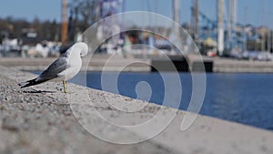Seagull Laridae on a concrete wall of the Swedish harbour in Stockholm