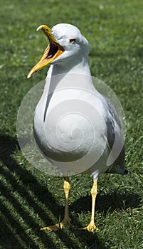 Seagull Laridae With Mouth Wide Open