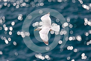 Seagull (Larinae) in flight above shimmering water off the coast of North Wales