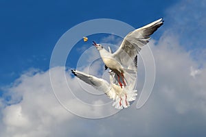 A seagull Larus argentatus eats a bite of bread in flight. Close up, catching a bite in flight