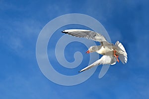 Seagull Larus argentatus in flight, blue sky, eats a bite of bread in flight. Close up catching a bite in flight