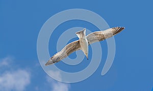 Seagull Larus argentatus floating in the blue sky photo