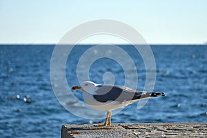 Seagull,Larus Argentatus, resting on the pier at sunset.