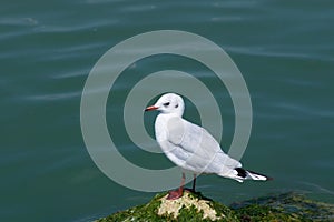 Seagull Larus canus standing on a rock by the sea