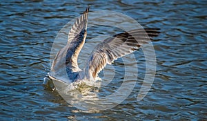 Seagull Larus delawarensis landing on water