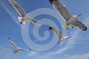 Seagull - Larus marinus flies through the air with outstretched wings. Blue sky. The harbor in the background