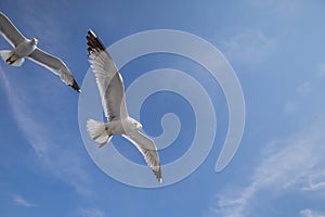 Seagull - Larus marinus flies through the air with outstretched wings. Blue sky. The harbor in the background