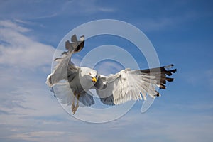 Seagull - Larus marinus flies through the air with outstretched wings. Blue sky. The harbor in the background