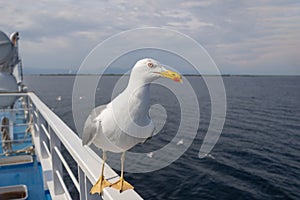 Seagull - Larus marinus flies through the air with outstretched wings. Blue sky. The harbor in the background