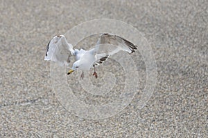 Seagull - Larus marinus flies through the air with wings