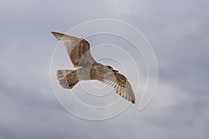 Seagull - Larus marinus flies over the sea