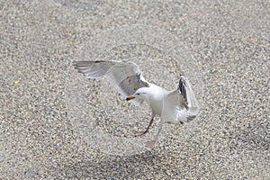 Seagull - Larus marinus lands on the ground with wings