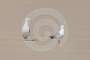 Seagull - Larus marinus walks along the beach