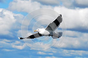 A seagull (Larus michahellis)