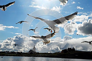 A seagull (Larus michahellis)