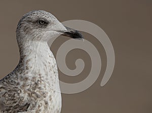 Seagull Larus michahellis `Gaivota-de-patas-amarelas` portrait in the beach.