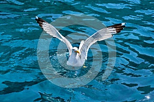 Seagull Larus michahellis landing a sea gull on the surface of the water