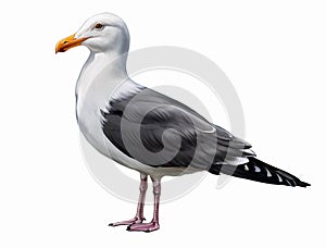 Seagull, Larus, realistic drawing