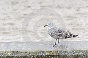 Seagull Larus Ridibundus on the beach, Gdansk, Poland