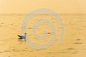 Seagull, Larus spp, in the Sea in the Golden Hour of Sunset