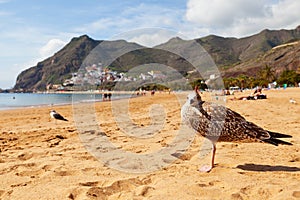 Seagull in Las Teresitas Beach, Tenerife