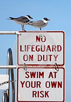 Seagull Lifeguards