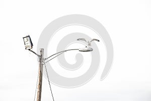 Seagull on a light post