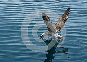 Seagull and little fish (