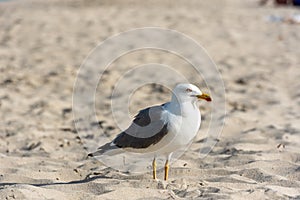 Seagull on Llevant beach on the Island of Formentera