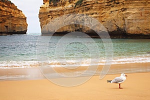 Seagull at Loch Ard Gorge