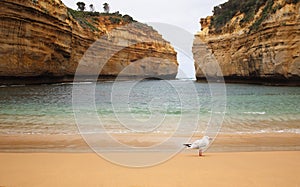 Seagull at Loch Ard Gorge