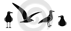 Seagull logo. Isolated seagull on white background. Bird