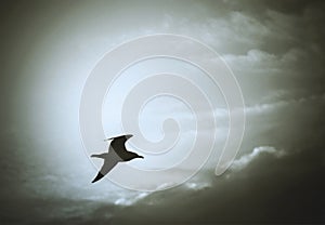 seagull lone bird flying in dramatic cloudy sky, monochrome
